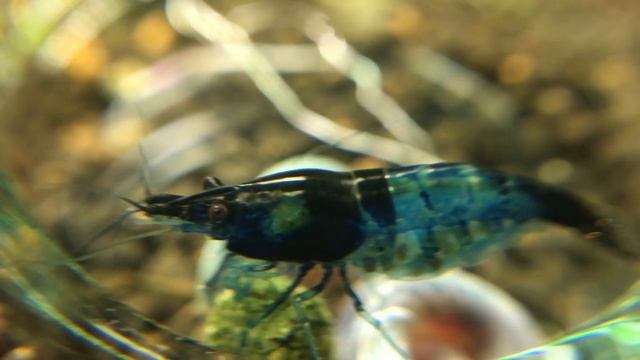 Neocaridina - var. Blue Jelly | Shrimp Hatching | Eggs/Babies смотреть онлайн