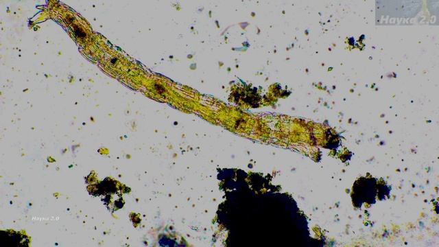 Микромир✌️Личинка