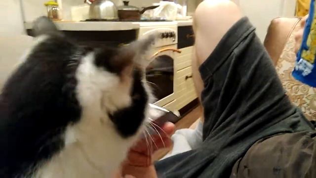 Кошка гурман хочет гематоген смотреть онлайн