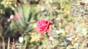 крестины Кирилла