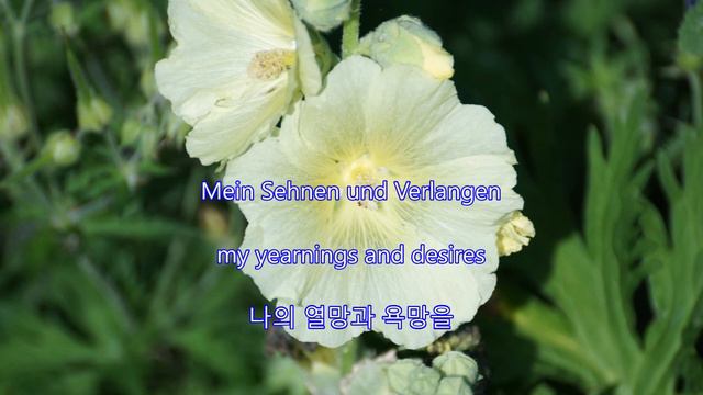 Im Wunderschönen Monat Mai(In The Beautiful Month Of May) -Fritz Wunderlich(Lyrics):  아름다운 5월에(가사)
