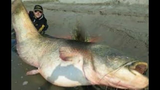 рыбы - монстры смотреть онлайн