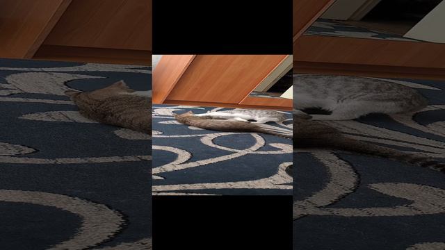 борьба кошек.mp4