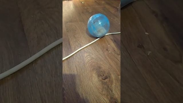 Белянка в первые катается в беговом шаре. смотреть онлайн