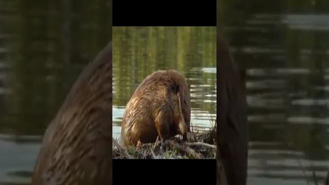 World biggest rat beaver | wildlife | duniya ka sb say bra choha смотреть онлайн