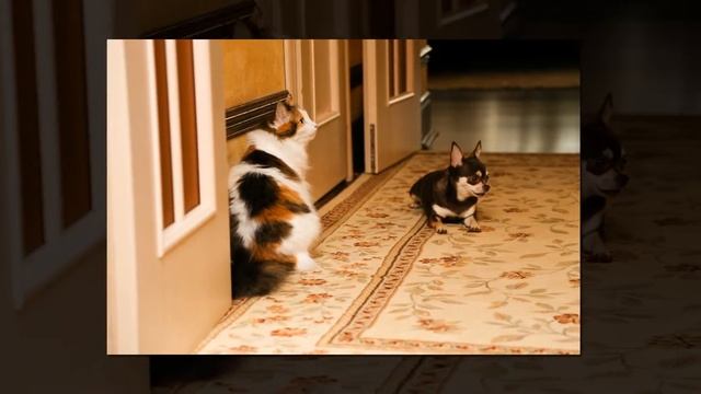 Жизнь домашних питомцев Бартышева Яна смотреть онлайн