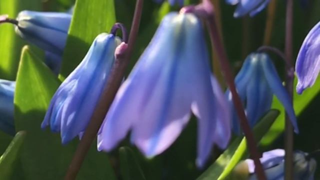 Пересадка ПРОЛЕСКИ : Когда лучше? Во время цветения!