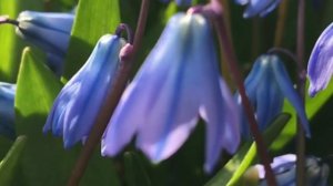 Пересадка ПРОЛЕСКИ : Когда лучше? Во время цветения!