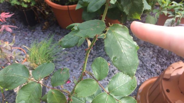 Royal Parfuma Hybrid Tea Shrub Rose Review | Second Flush | 1st Year | Container Grown Rose смотреть онлайн