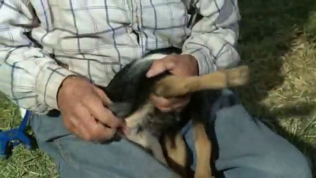 Tail tagging a Goat смотреть онлайн