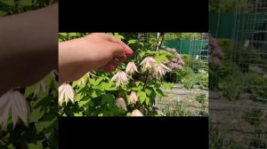 Все про Княжики.