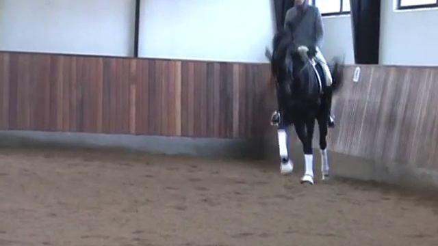 Dressage horse for sale смотреть онлайн