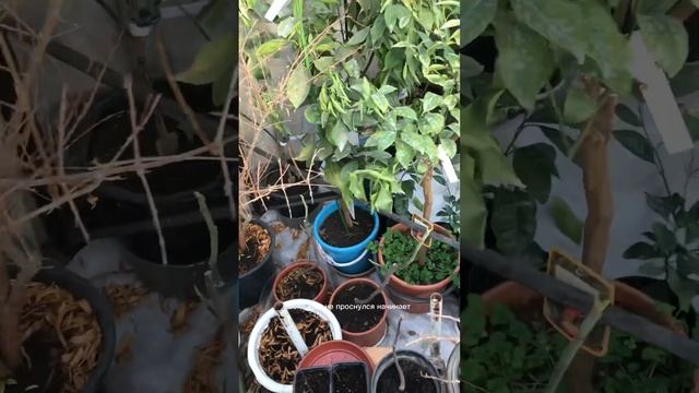 Ревизия в теплице к весне. смотреть онлайн