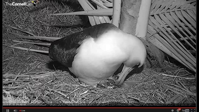 Albatross hatch 31/01/2015 смотреть онлайн
