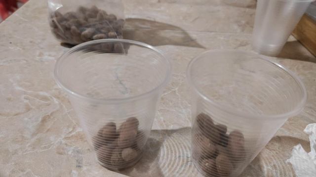 КАК ВЫРАСТИТЬ ГРАНАТ ИЗ КОСТОЧКИ В ДОМАШНИХ УСЛОВИЯХ. ЧАСТЬ 1 смотреть онлайн