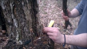 Пилим сувель берёзы в лесу