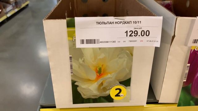 Заключительный осенний🍂ОБЗОР ЛУКОВИЧНЫХ☹️Кто успел, у того и ТЮЛЬПАНЫ весной 🙂 магазин SELGROS смотреть онлайн