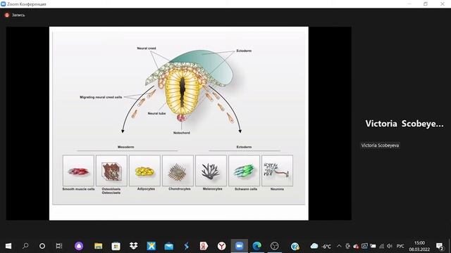 Общая биология, 6 лекция, Скобеева В.А., 08.03.2022, 1 курс смотреть онлайн