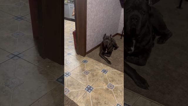 🥰 #tttt #cane #canecorso #канекорсо #canecorsoitaliano #канекорсоитальяно #кане смотреть онлайн