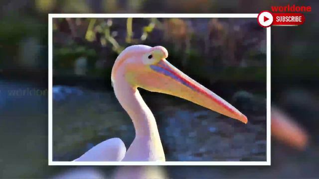 Great white pelican | Catch birds for food #animals #birds #birding смотреть онлайн