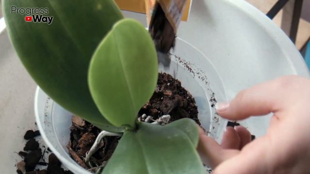 Капните Это, Чтобы Ваша Орхидея Обильно Зацвела У Ваших Орхидей Появятся Новые Ветви И Корни! смотреть онлайн