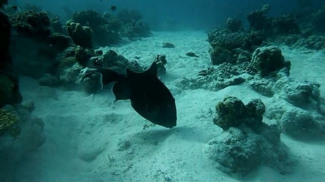 Дайв Марса Алам Порт Беренис Абу Хусун Хамата | Diving Marsa Alam Port of Berenice Abu Husun Hamata смотреть онлайн
