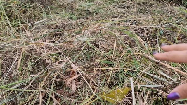 2 Часть. ПРАВИЛЬНАЯ ЗАКЛАДКА КОМПОСТНИКА. ЛУЧШЕ УДОБРЕНИЕ И ПОДКОРМКА ИЗ ЭТОГО. ЗАЖИГАЛКА. ВРЕДИТЕЛ смотреть онлайн