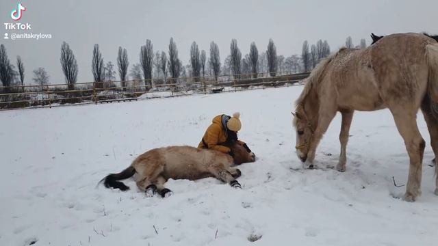 Ванилька, лошадь Пржевальского смотреть онлайн