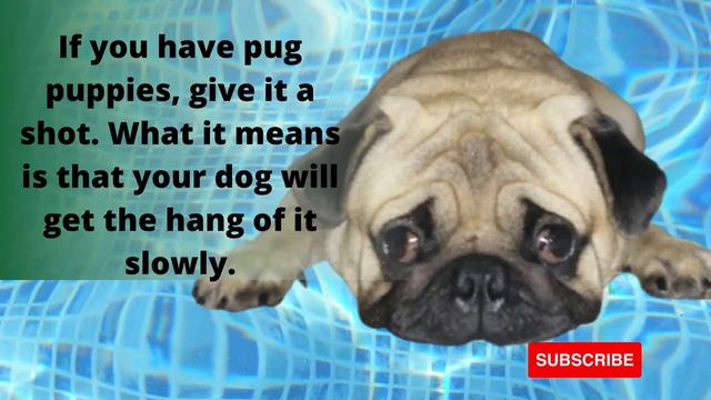 6 steps on how to teach your dog to swim смотреть онлайн