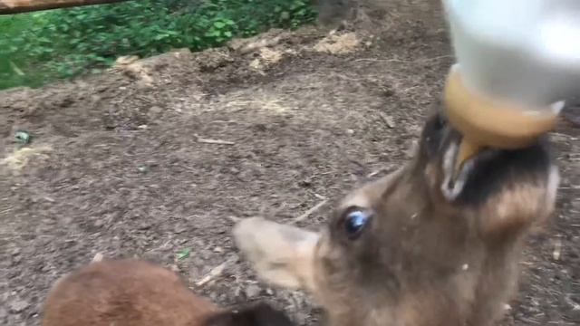 Сосет 3 минуты, лучше Релакс видео без регистрации и СМС смотреть онлайн