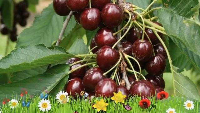Черевишня гибридная Шоколадница ? Обзор: посадка и уход. крупномеры, саженцы: описание и особенност смотреть онлайн