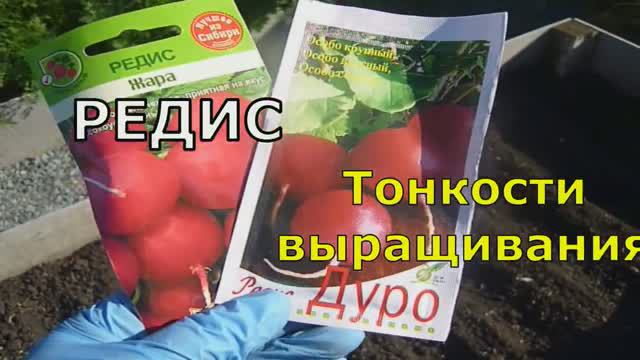 Тонкости Ухода и Выращивания Редиса в открытом грунте. Когда Сажать Редис летом.Хранение редис впрок смотреть онлайн