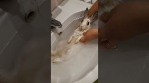 Как помыть кролика