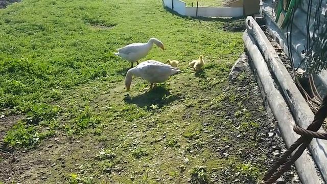 Гошка первый раз ведет своих гусят на улицу Гусак пляшет без устали! смотреть онлайн