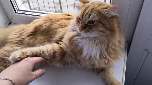 Разборки кошек, коты дерутся смотреть онлайн