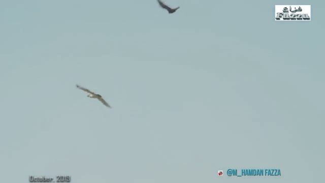 Sheikh Hamdan (فزاع ?????) Falcon hunting - Uzbekistan & Dubai (October, 2019) смотреть онлайн