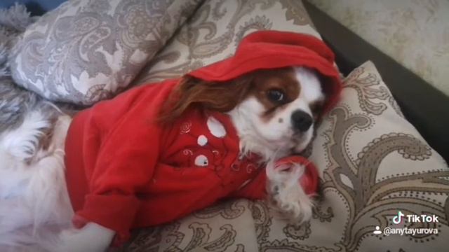 🐶🚗Водитель не в адеквате👌