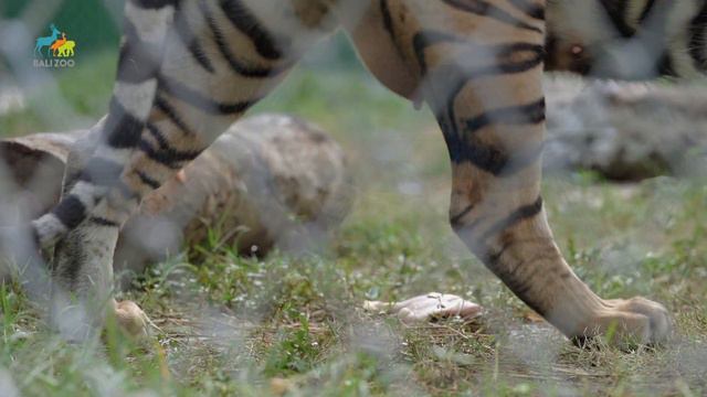 Baby Sumatran Tigers, Animal Cinematography Project for Bali Zoo, Ubud, Bali смотреть онлайн