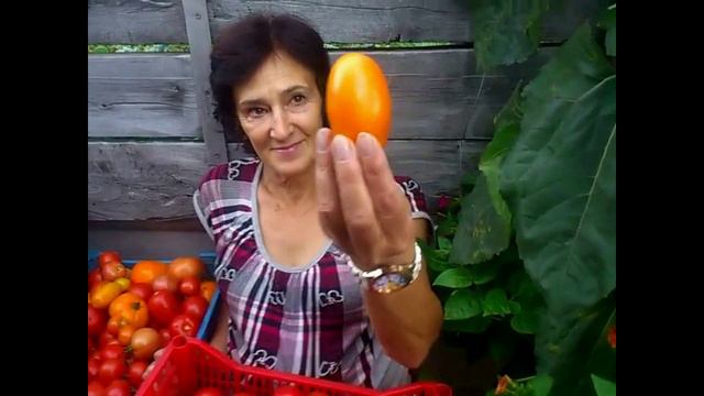 Наш урожай видео смотреть онлайн