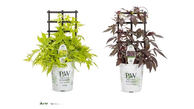 Sweet Caroline Upside Ipomoeas смотреть онлайн