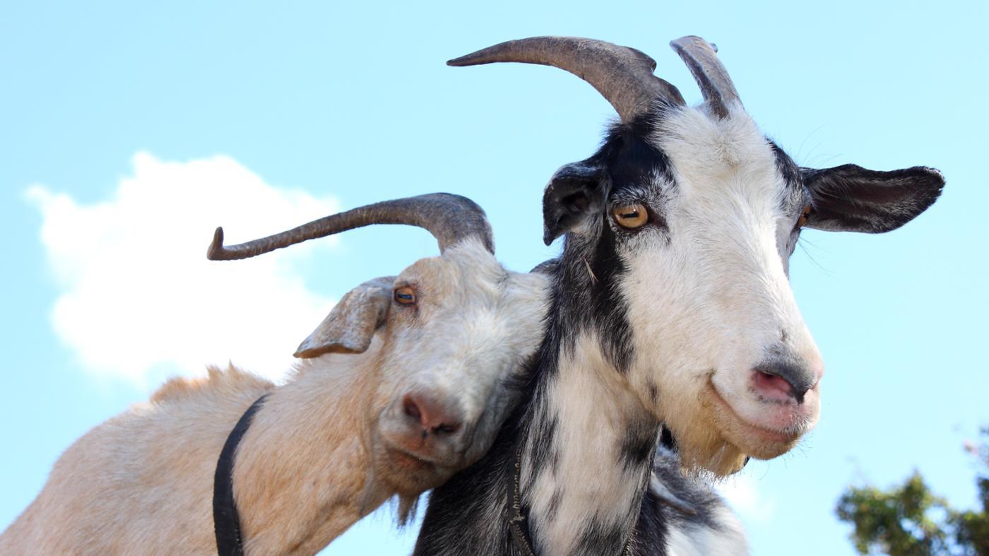 Звук козы или как говорит коза / The sound of a goat or as the goat says смотреть онлайн