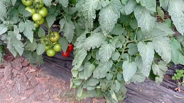Как предупредить скручивание листьев на томатах смотреть онлайн