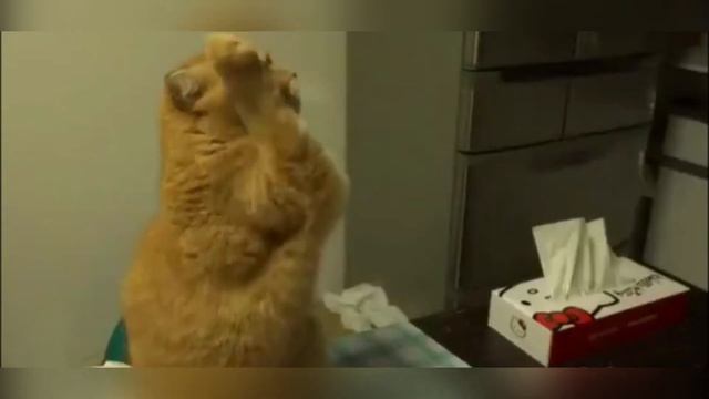 СМЕШНЫЕ ЖИВОТНЫЕ 2021 / СМЕШНЫЕ КОТЫ СОБАКИ / ЛУЧШИЕ ПРИКОЛЫ С КОТАМИ #36 смотреть онлайн