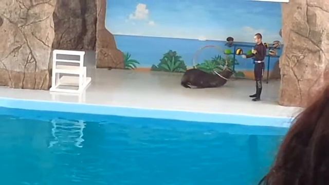 Про морского льва на задних ластах смотреть онлайн