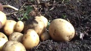 Выращиваем картофель  глазками.