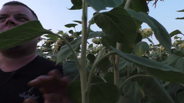 2022 рік. Очікуєм достойну новинку! Гібрид САНГАЙ смотреть онлайн