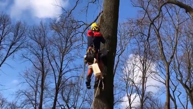Как правильно разместить домик для птиц на дереве смотреть онлайн