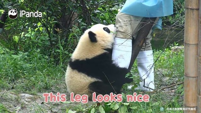 Panda Cub Latches Onto Keeper’s Leg | iPanda смотреть онлайн