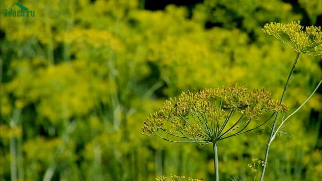Что посеять в августе - 7 дач смотреть онлайн