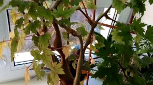 Выращивание Бегонии Каудексной на примере БАНСАЙ